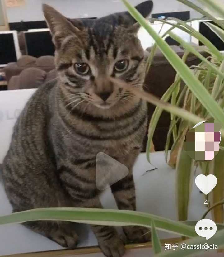 棕虎斑是狸花猫吗?