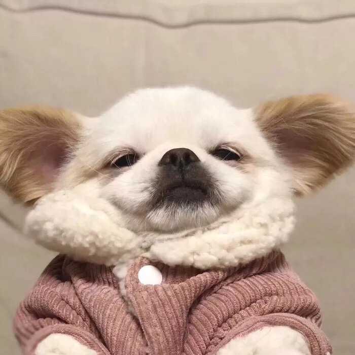 有没有傻傻的头像?