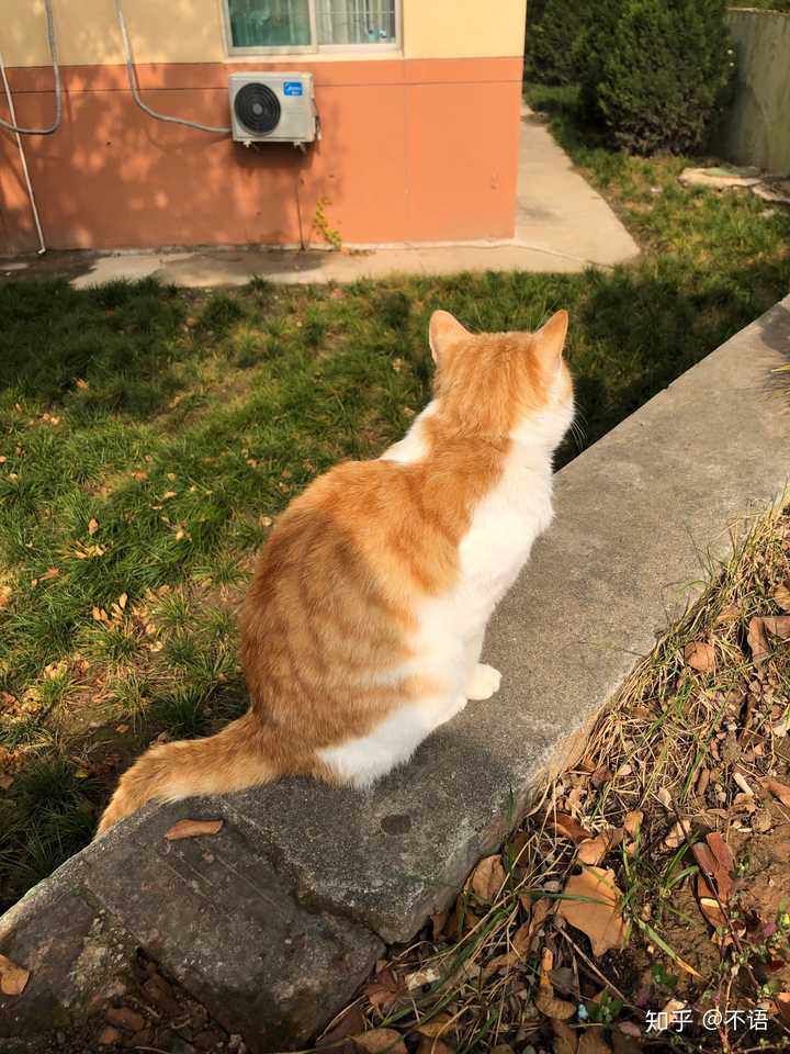 你见过最好看的橘猫长什么样?
