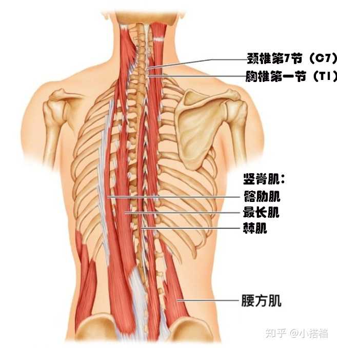 为什么不良坐姿比端正坐着舒服?