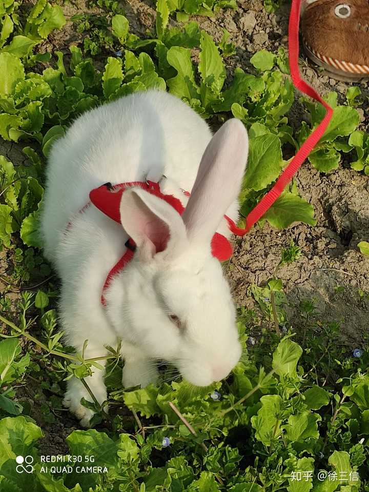 肉兔长大后真的很丑吗?