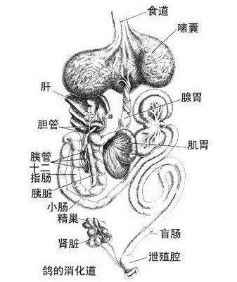 为什么大部分动物的生殖系统跟排泄系统靠得那么近?