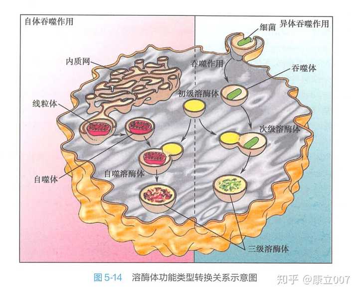 《医学细胞生物学》p120到p121的内容, 初级溶酶体(primary lysosome)