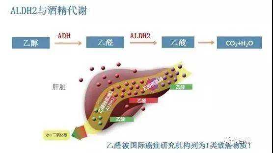 约40%的中国人肝脏中乙醛脱氢酶aldh2的活性很低,不能把乙醛转化成