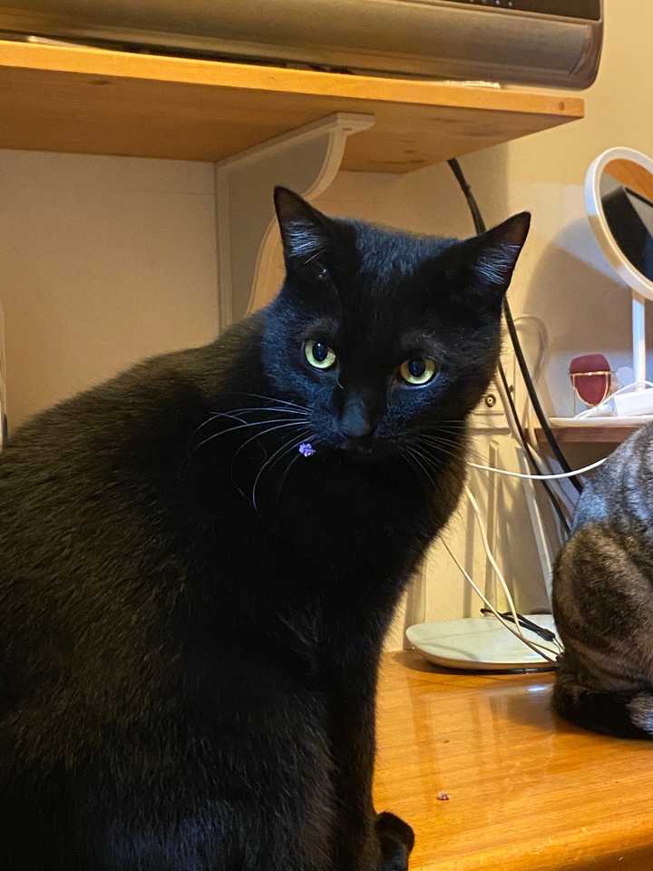 中华田园猫的颜值有多高?