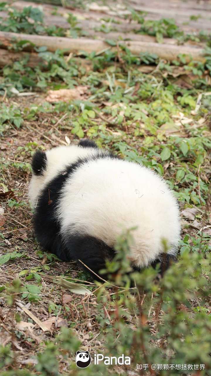 大熊猫萌兰是不是颜值最高的大熊猫?