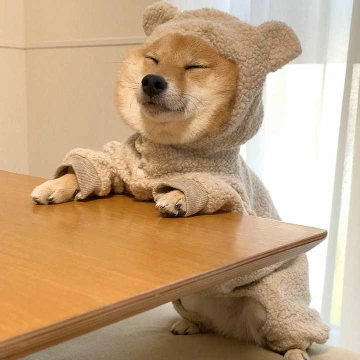 有哪些适合做头像的狗子的图片?各位知友们,可以分享一下吗?