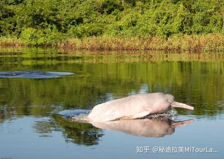 亚马孙粉红淡水豚