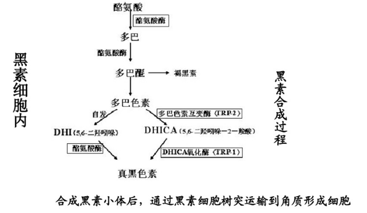 生成黑色素之后,如何从真皮层传输到角质层的图片,大家应该就看得非常