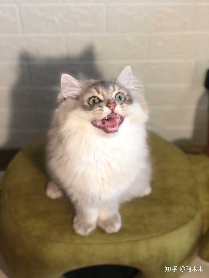 请问有什么靠谱的褴褛猫猫舍推荐吗?