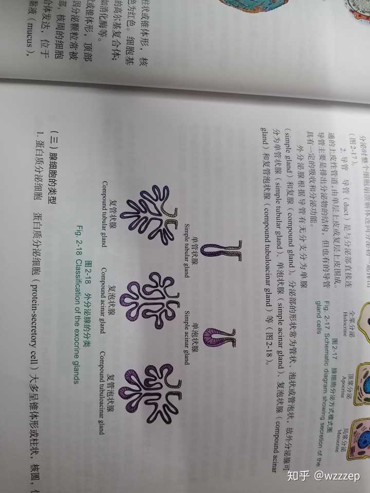胰腺外分泌部由纯浆液性复管泡状腺组成,想问一下复管