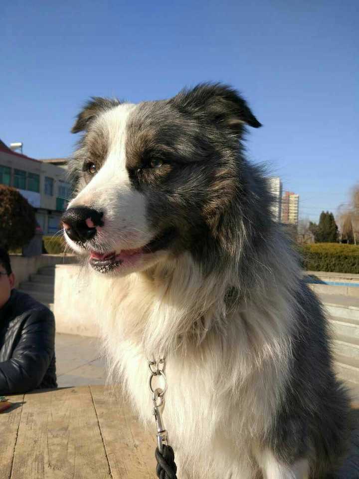 有没有可能是苏牧和边牧
