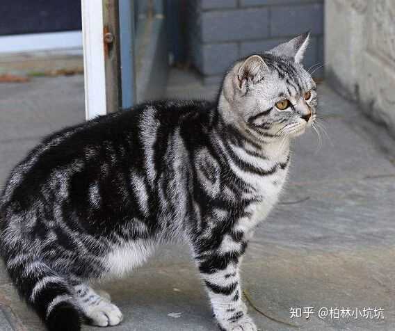 请大神鉴定这是孟加拉豹猫吗谢谢?