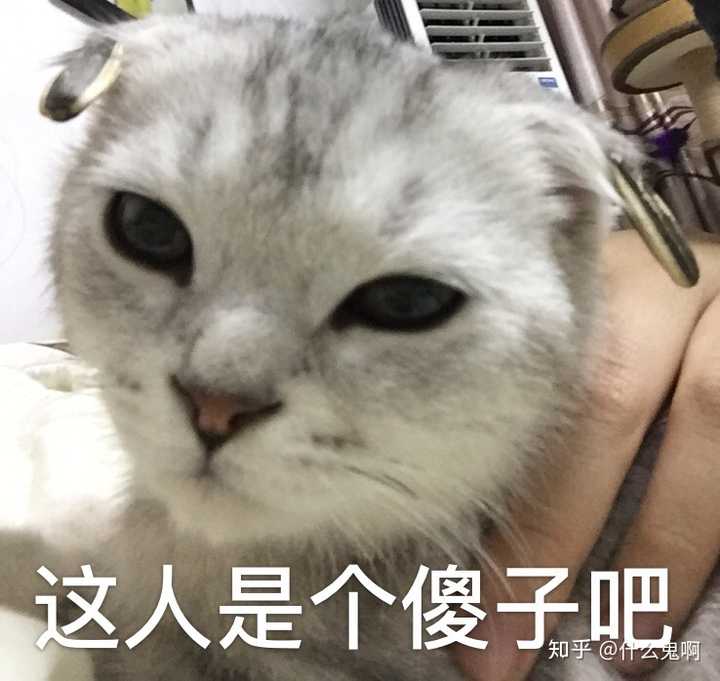 分享猫咪比较傻屌的照片(各位铲屎官的猫都太可爱啦?