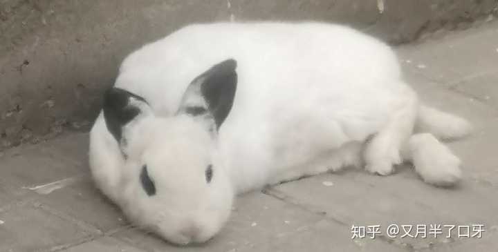 请问一下,兔兔睡觉的姿势是什么样子的?