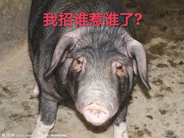不能忍不能忍绝不能忍啊 手起刀落,好嘞,猪头肉半斤