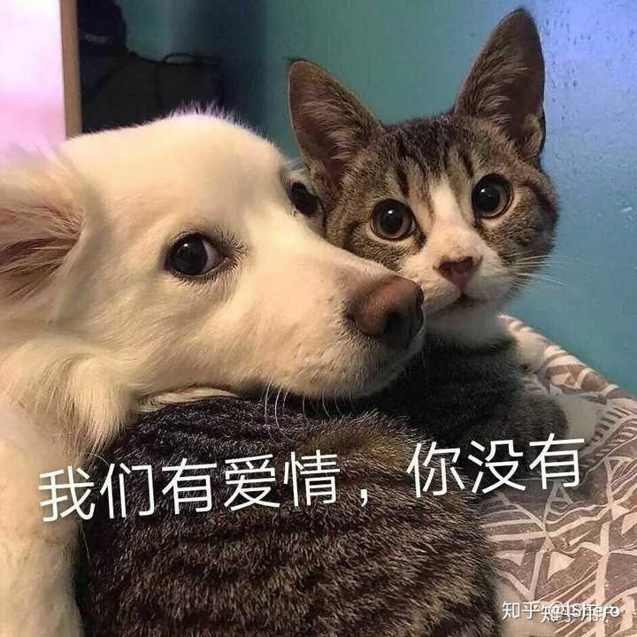 怎么理解 单身久了 想谈恋爱 但又不想行动?