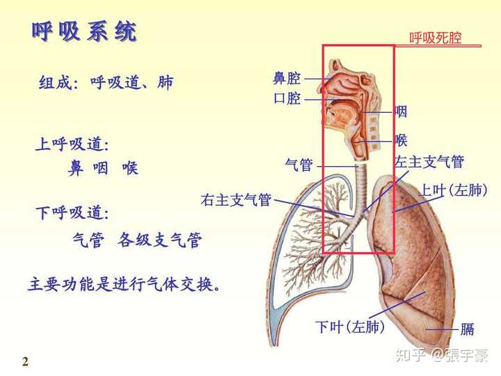 几乎可以说除了肺部,整个呼吸系统都是死腔