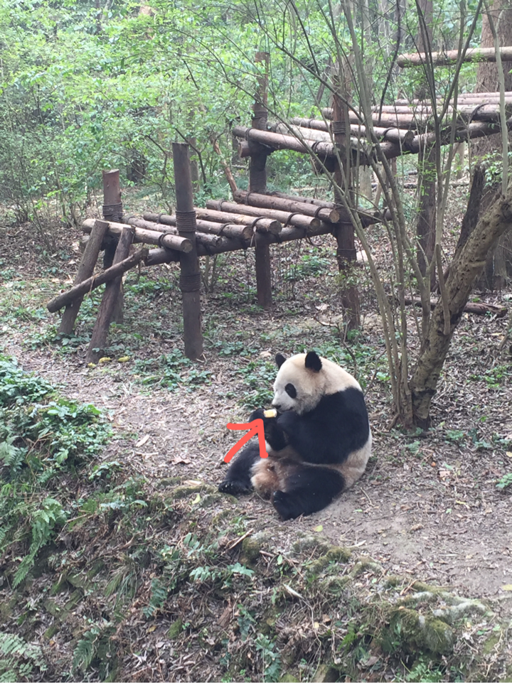 大熊猫毛笋为什么爱爬树,还爬的那么高?