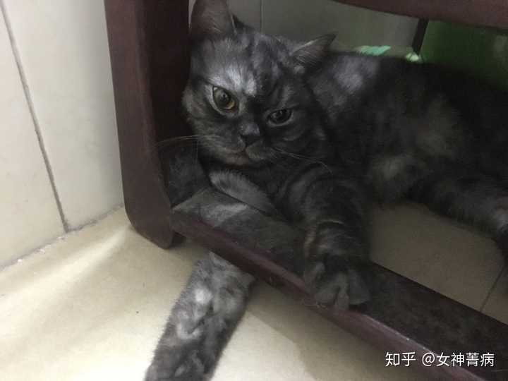 银渐层mm和英短蓝猫gg配的话,可行么?会出现什么可能花色的后代?