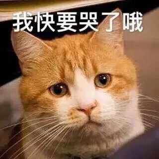 有哪些可爱到哭泣的猫咪图片或者表情包?