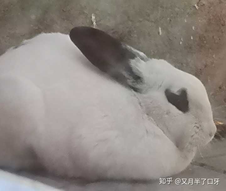 请问一下,兔兔睡觉的姿势是什么样子的?