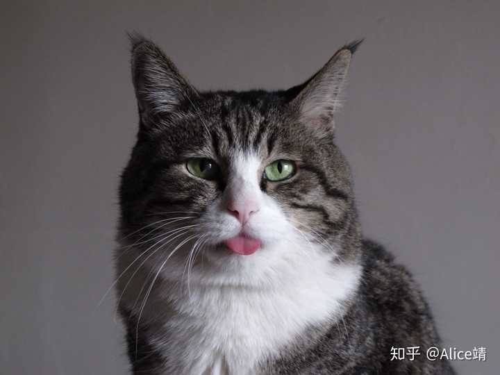 世界名猫辣么多,为什么你选择了狸花猫?