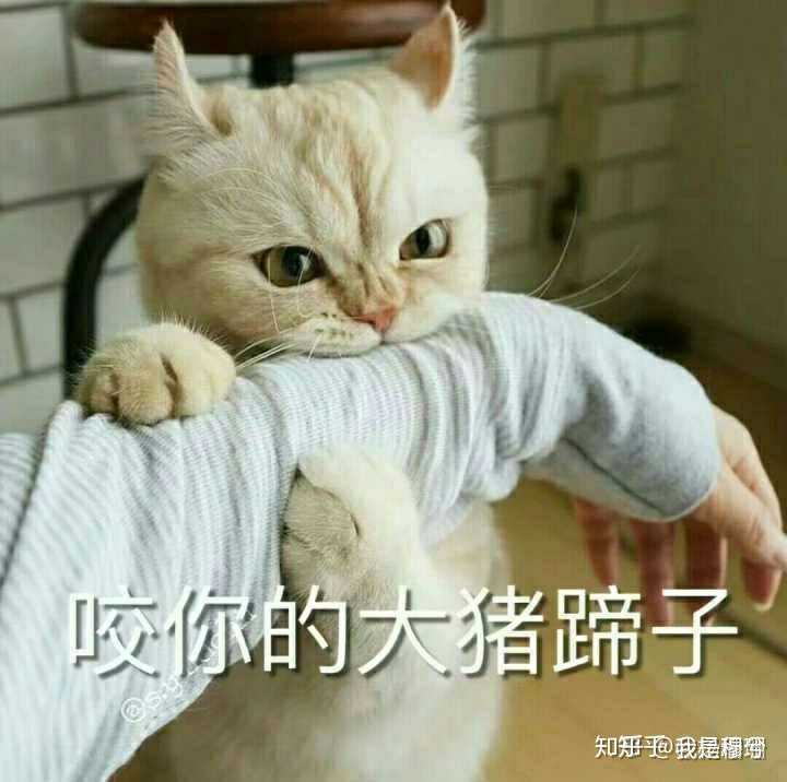 你们撩对象都用什么表情包啊?