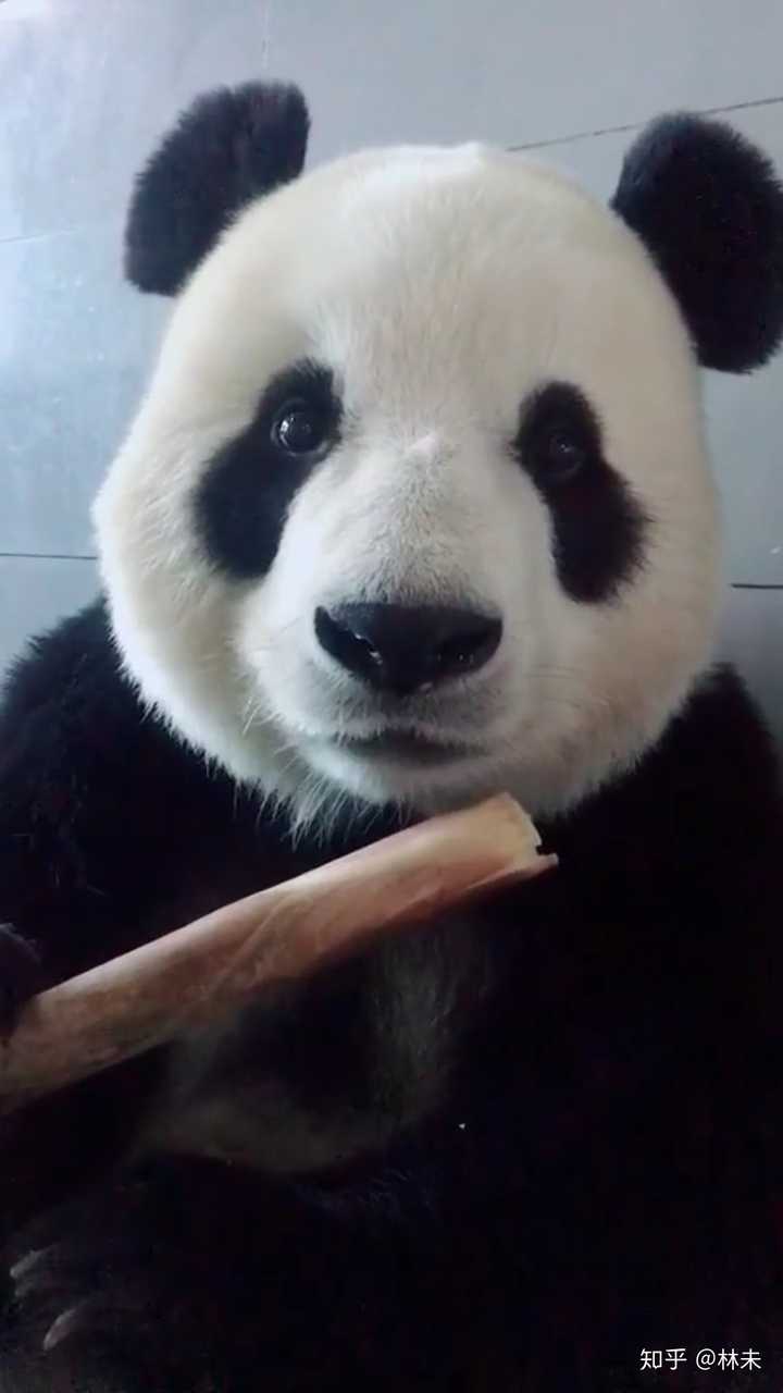 你有哪些收藏来反复看的大熊猫giantpanda的图片