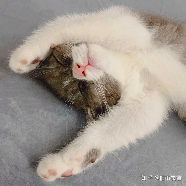 拥有一头回头率高的猫是一种什么样的体验?