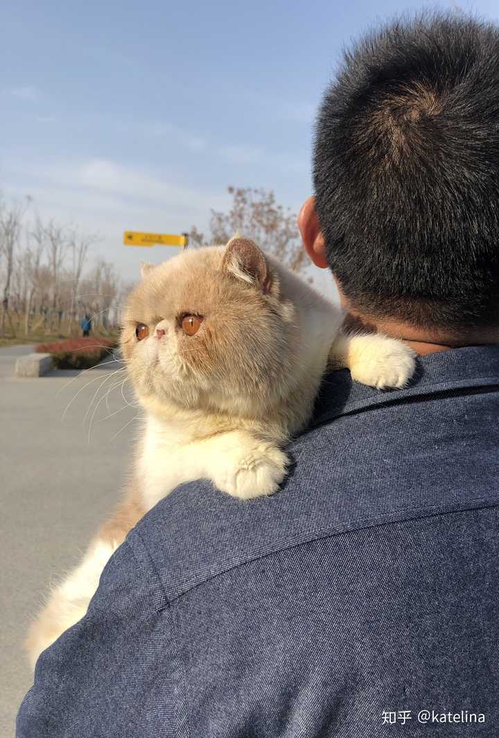 加菲猫怎么养