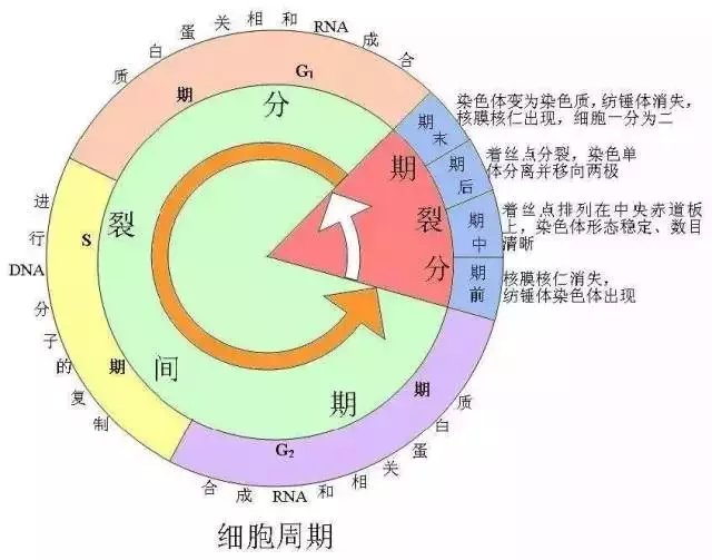 细胞周期的生物学模型主要有以下四类:线段描述,表格数据描述,坐标图