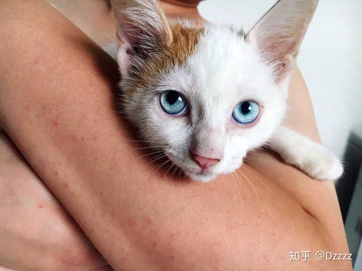 两个半月的眼睛蓝的那么清澈
