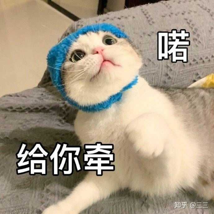 有哪些一见就笑得猫猫表情包?