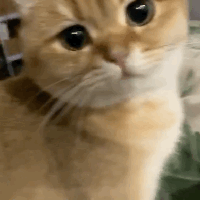 壁纸 动物 狗 狗狗 猫 猫咪 小猫 桌面 394_394 gif 动态图 动图