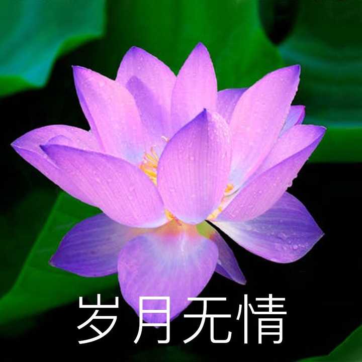 有没有那种粉色看起来骂人狠的头像?