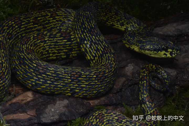 菜花原矛头蝮,剧毒