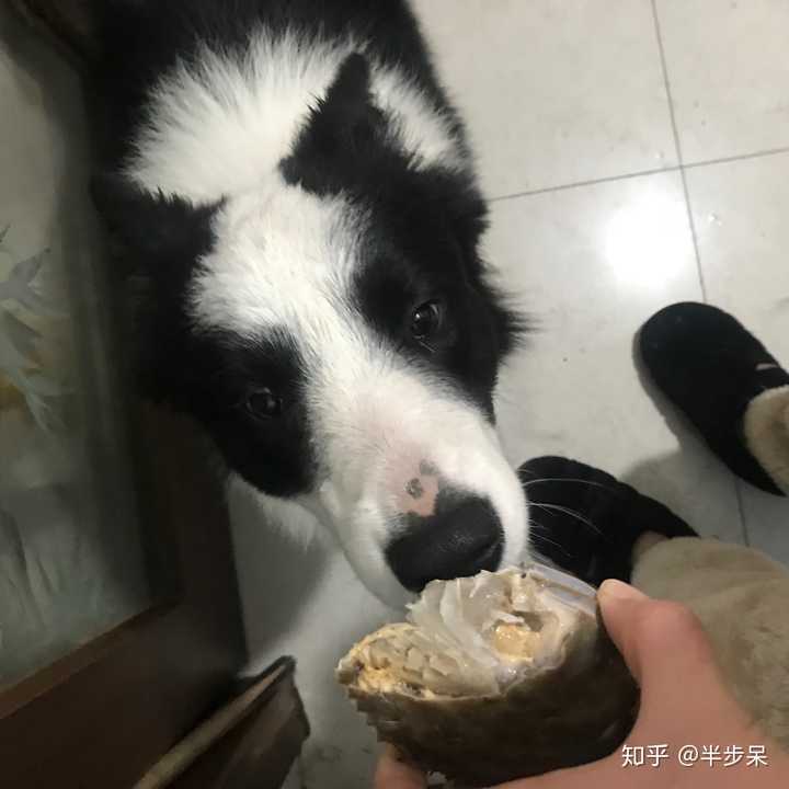 养边境牧羊犬和柴犬哪个好?