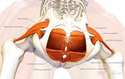 从底下往上看盆底肌和坐骨结节之间的位置关系