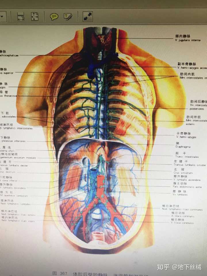 绿色的线路就是淋巴系统,大点的绿点是淋巴结,这张是腹腔后壁和纵隔后