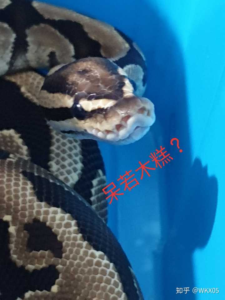 有没有一些蛇的表情包