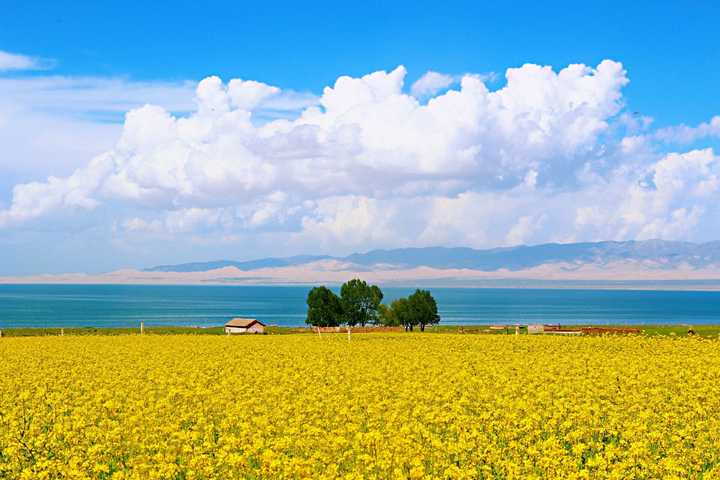 青海湖油菜花