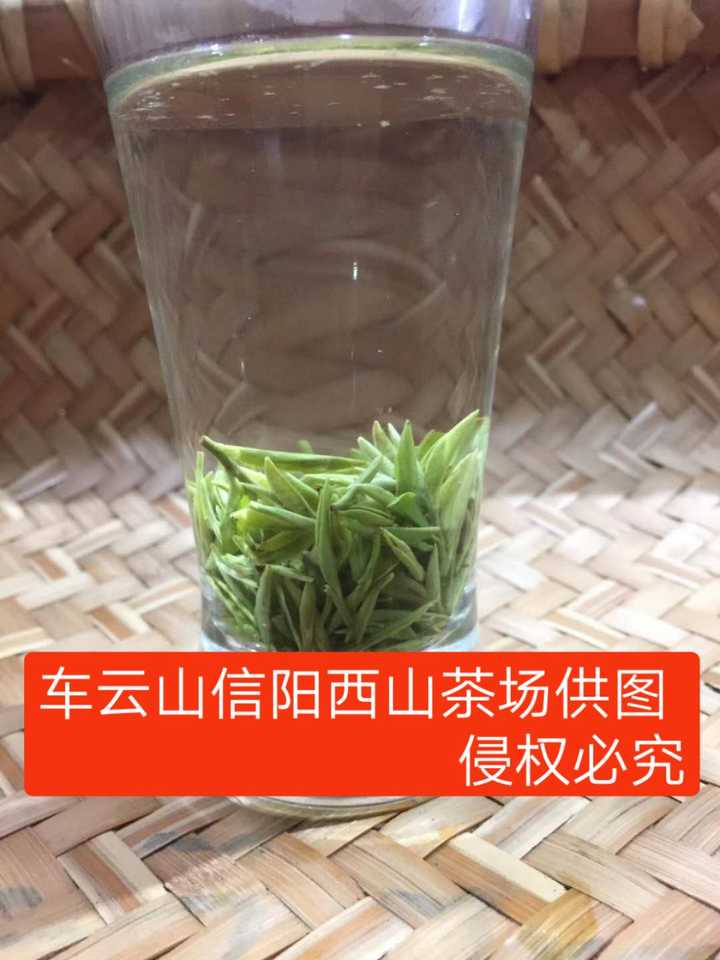 信阳毛尖明前茶