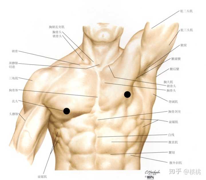 顺序的话,我们医学生学习的顺序是骨骼→肌肉→其他.