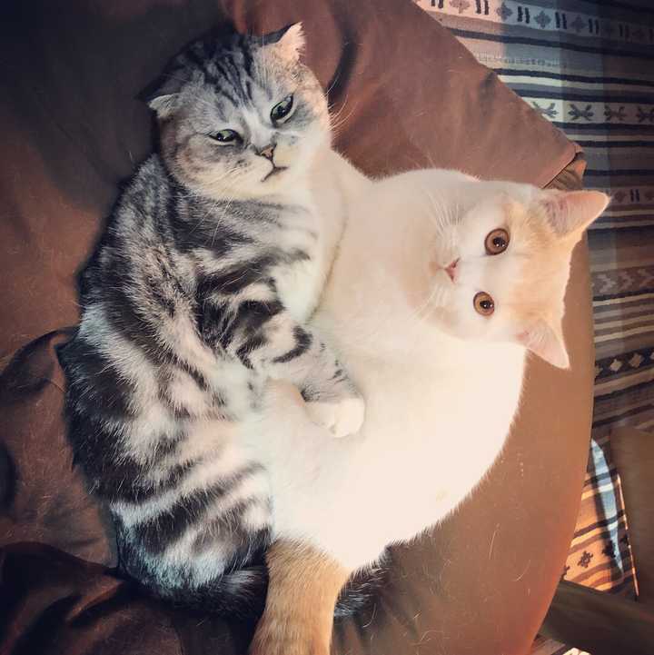 你的猫咪生无可恋的表情是怎样的?