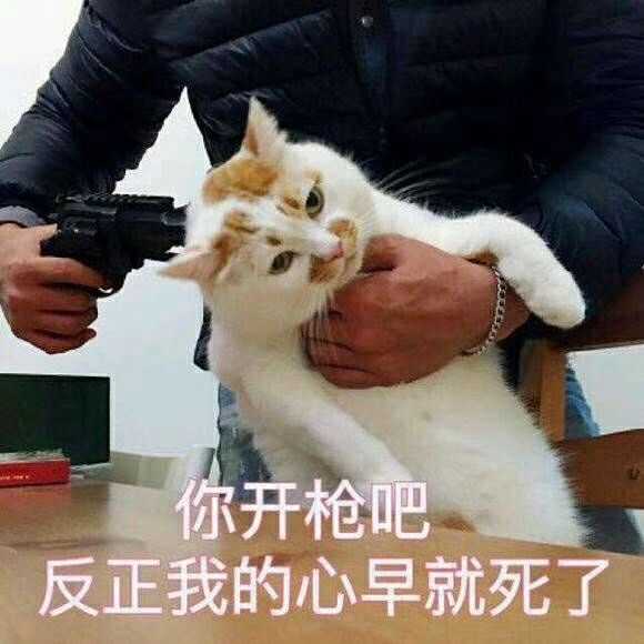 听说这只猫咪胖死了,悲伤,这个世界对胖子一点都不友好.