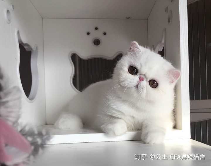 我想买只加菲猫 买幼崽还是成年猫比较好?
