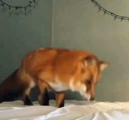 有哪些可爱却不常见的动物?