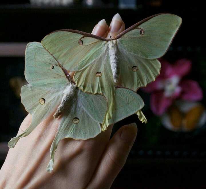 有哪些像蝴蝶一样好看的蛾子?