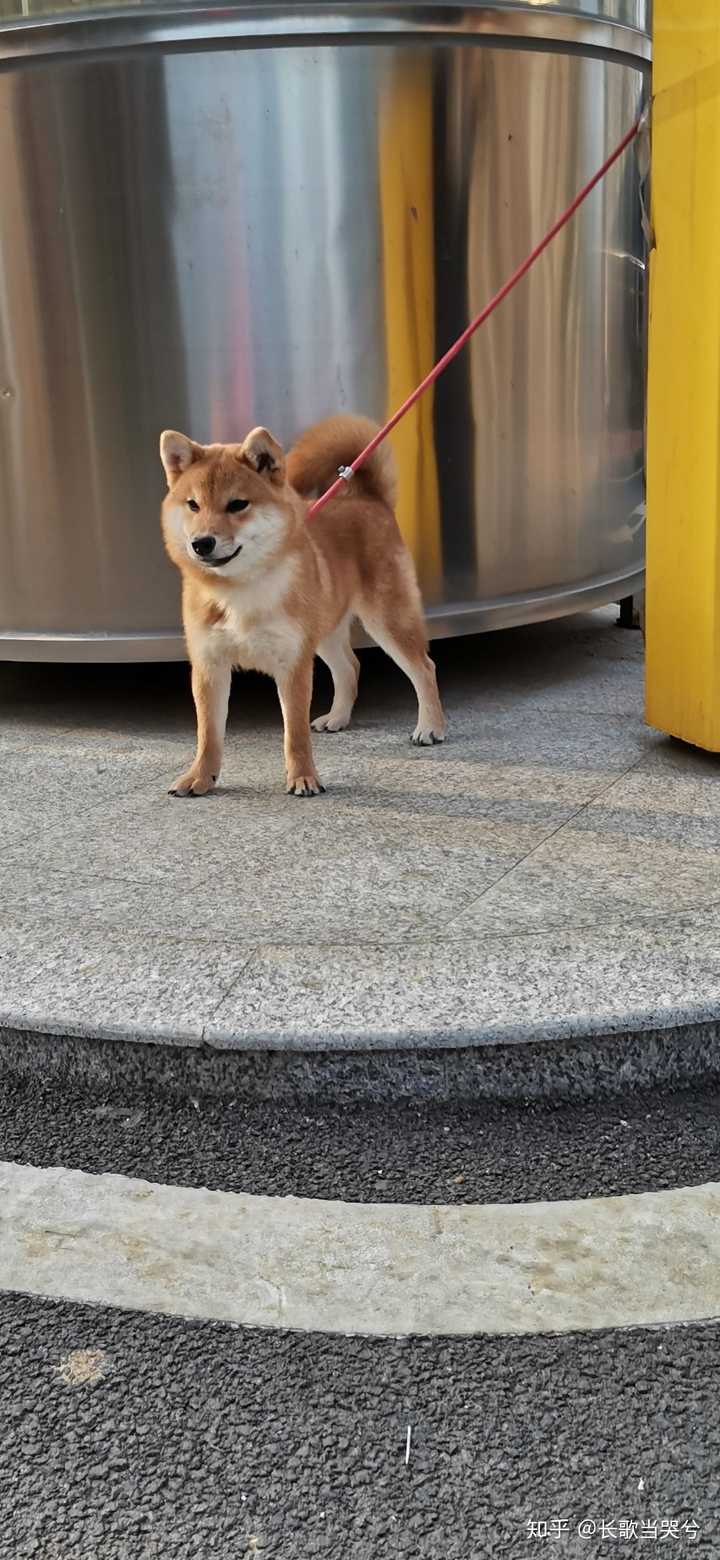 柴犬什么时候会发腮?